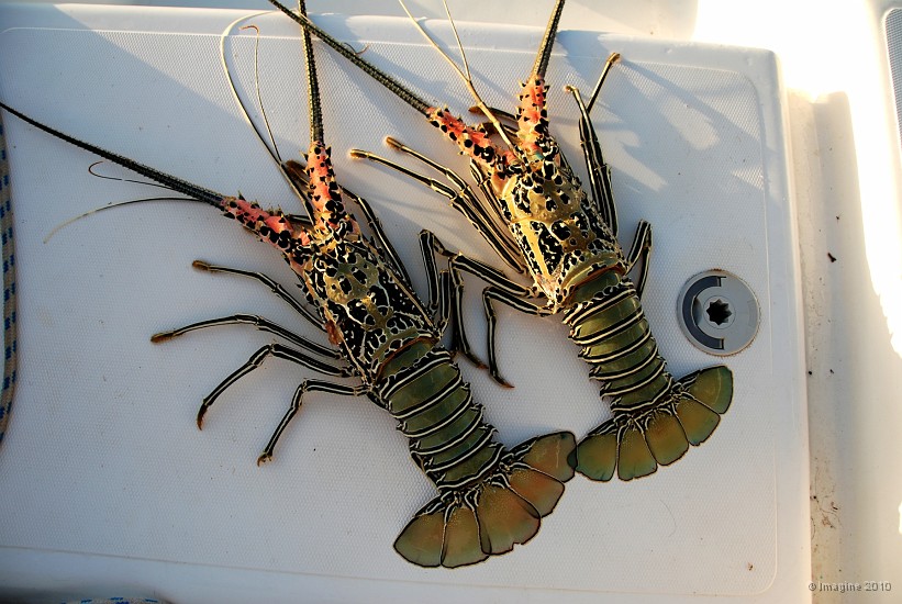 64- Deux langoustes vertes.JPG